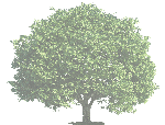 A tree with green leaves on it's branches.